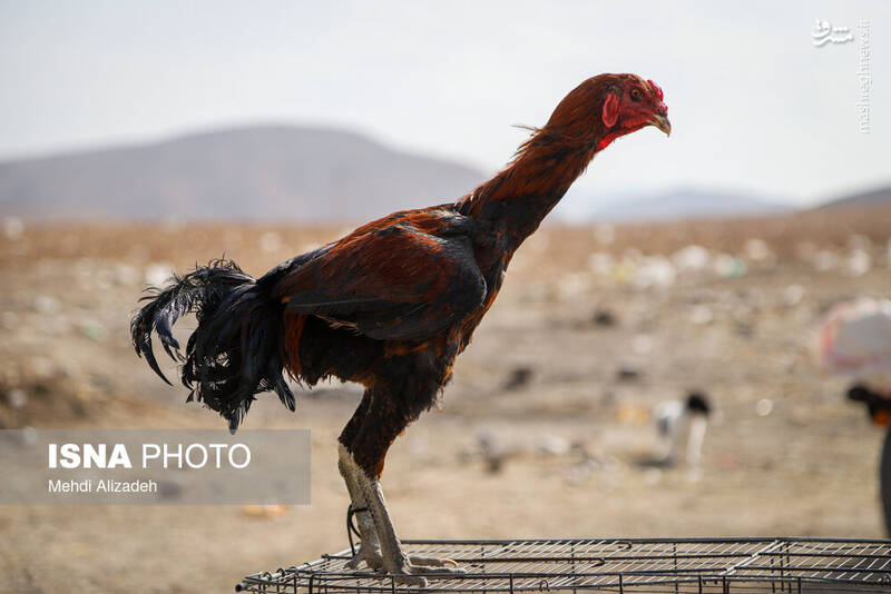 عکس / بازار پرنده‌فروش‌های بجنورد 15