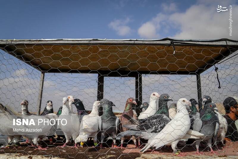 عکس / بازار پرندهفروشهای بجنورد 14