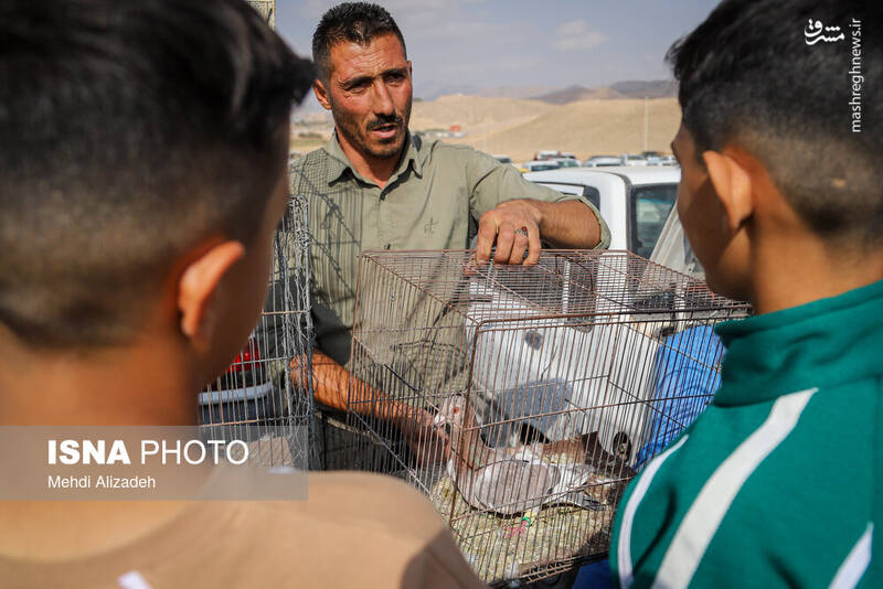 عکس / بازار پرندهفروشهای بجنورد 12