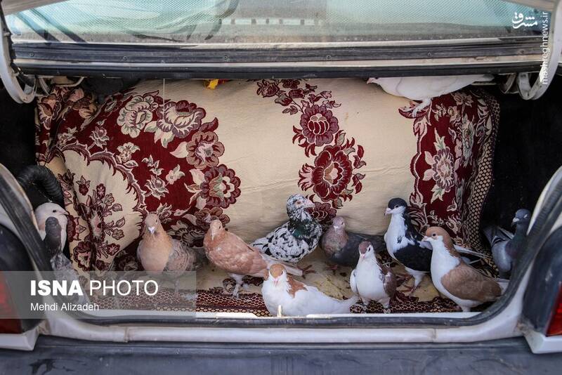 عکس / بازار پرنده‌فروش‌های بجنورد 11