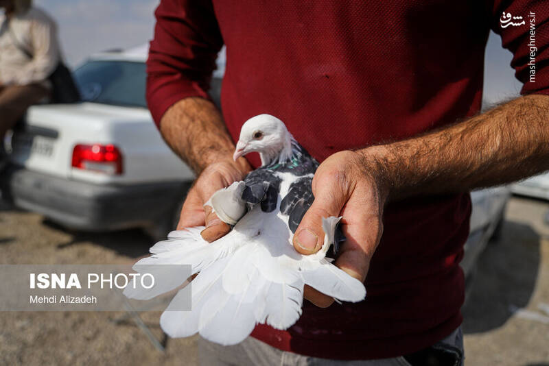 عکس / بازار پرندهفروشهای بجنورد 10