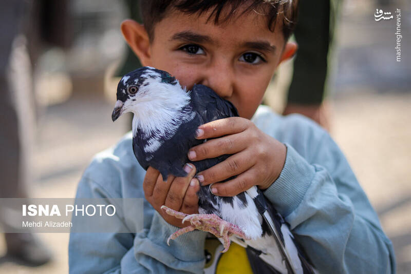 عکس / بازار پرنده‌فروش‌های بجنورد 9