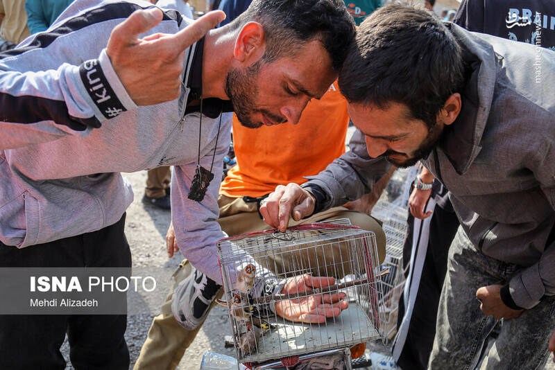 عکس / بازار پرنده‌فروش‌های بجنورد 4