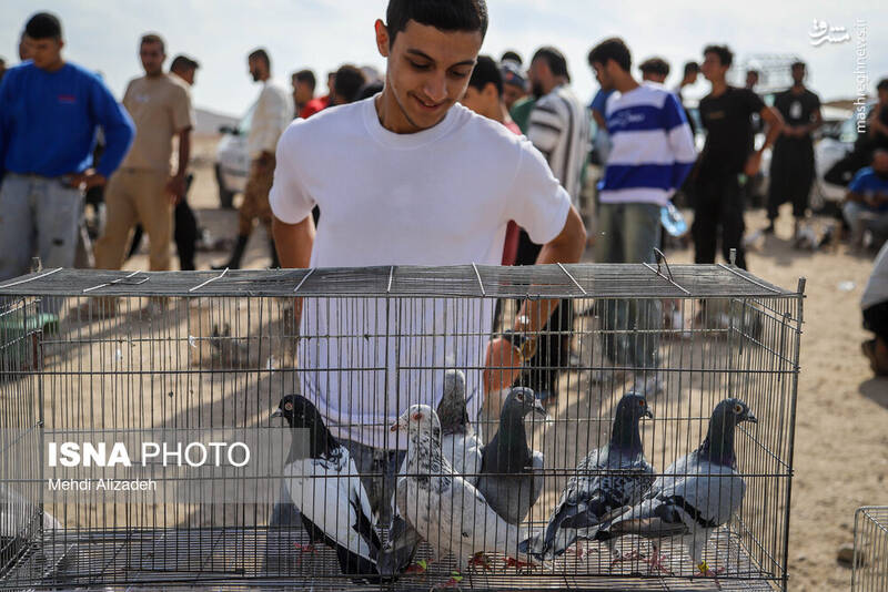 عکس / بازار پرندهفروشهای بجنورد 3