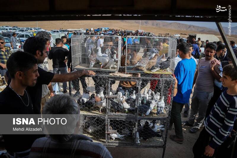 عکس / بازار پرنده‌فروش‌های بجنورد 2