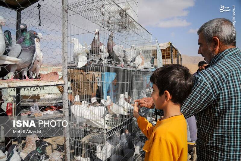 عکس / بازار پرندهفروشهای بجنورد