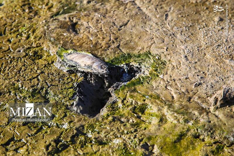 عکس / خشکسالی بند عبدل آباد و مرگ هزاران ماهی 32