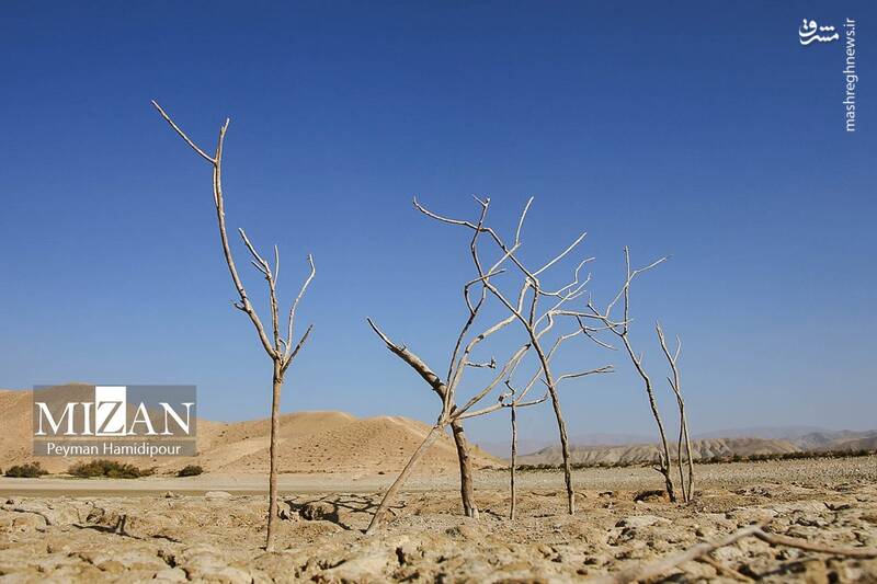 عکس / خشکسالی بند عبدل آباد و مرگ هزاران ماهی 30