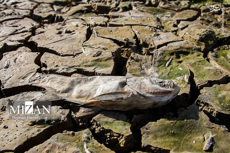 عکس / خشکسالی بند عبدل آباد و مرگ هزاران ماهی 29