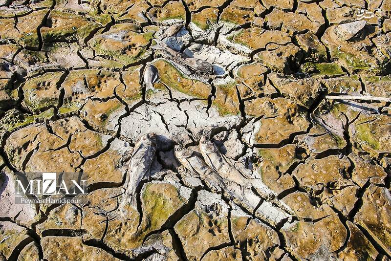 عکس / خشکسالی بند عبدل آباد و مرگ هزاران ماهی 28