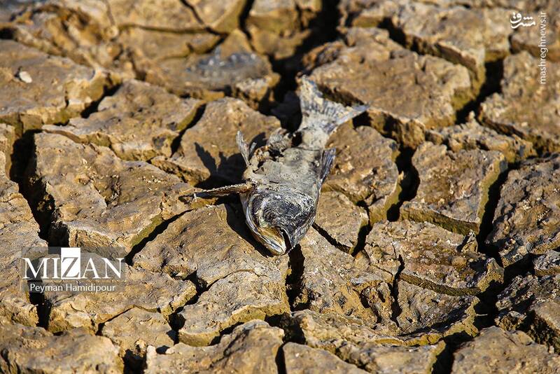 عکس / خشکسالی بند عبدل آباد و مرگ هزاران ماهی 26
