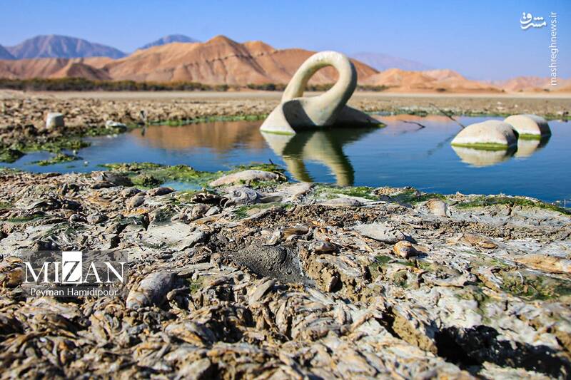 عکس / خشکسالی بند عبدل آباد و مرگ هزاران ماهی 25