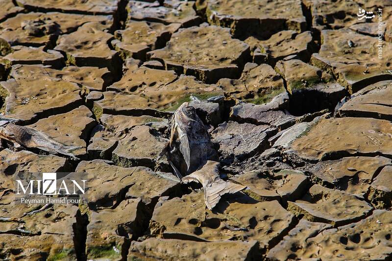 عکس / خشکسالی بند عبدل آباد و مرگ هزاران ماهی 24