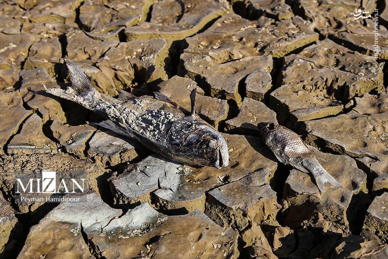 عکس / خشکسالی بند عبدل آباد و مرگ هزاران ماهی 19