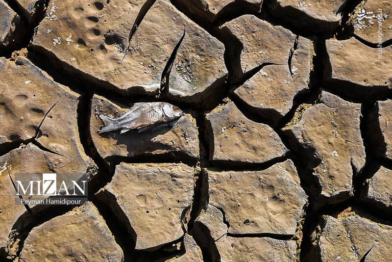 عکس / خشکسالی بند عبدل آباد و مرگ هزاران ماهی 18
