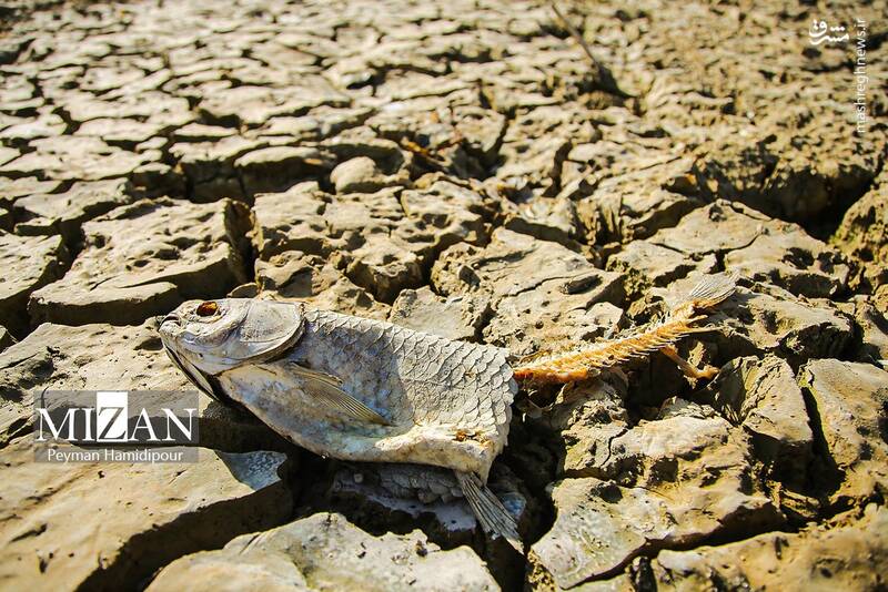 عکس / خشکسالی بند عبدل آباد و مرگ هزاران ماهی 17