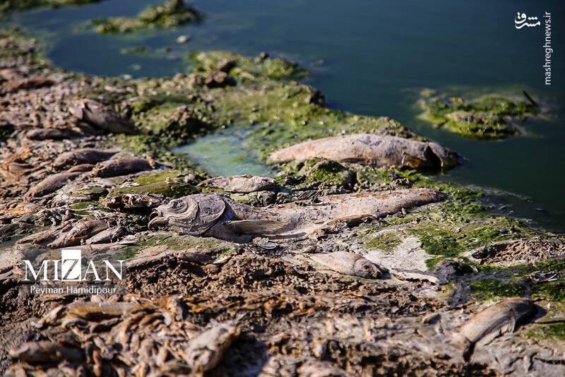 عکس / خشکسالی بند عبدل آباد و مرگ هزاران ماهی 16