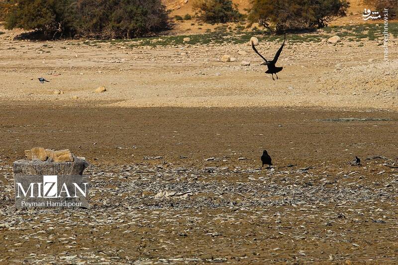 عکس / خشکسالی بند عبدل آباد و مرگ هزاران ماهی 14