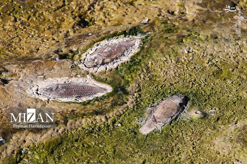 عکس / خشکسالی بند عبدل آباد و مرگ هزاران ماهی 12