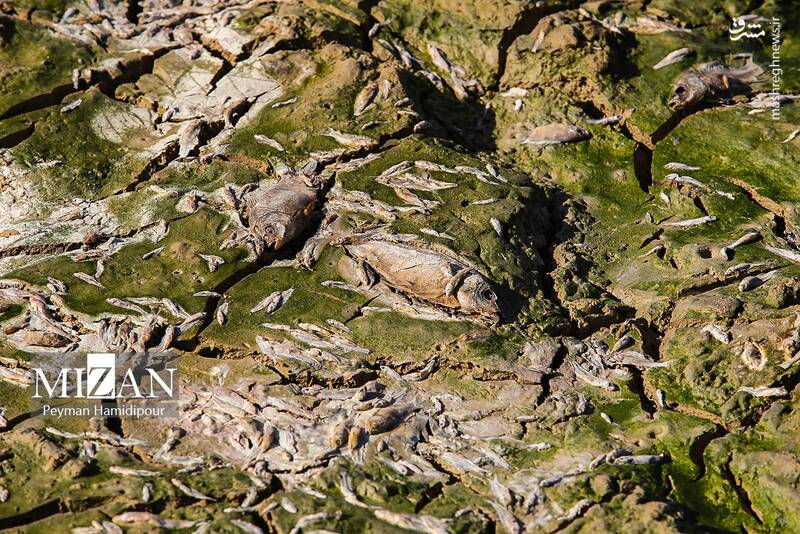 عکس / خشکسالی بند عبدل آباد و مرگ هزاران ماهی 10