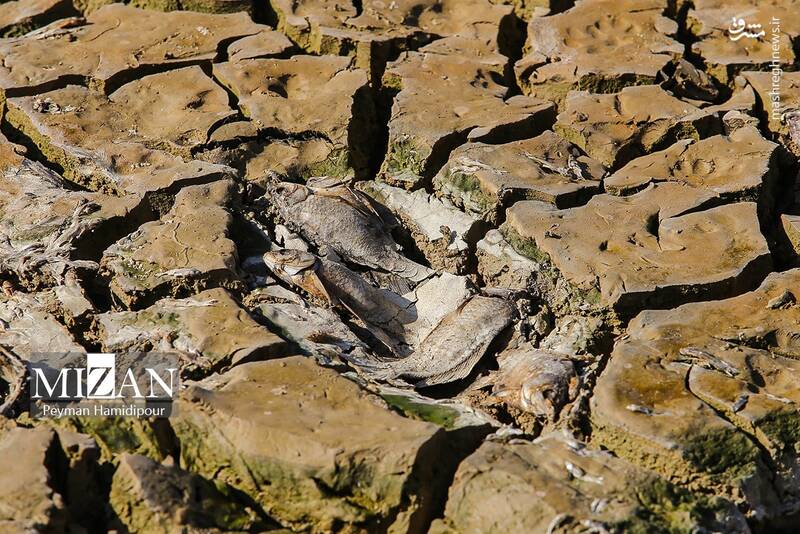 عکس / خشکسالی بند عبدل آباد و مرگ هزاران ماهی 7