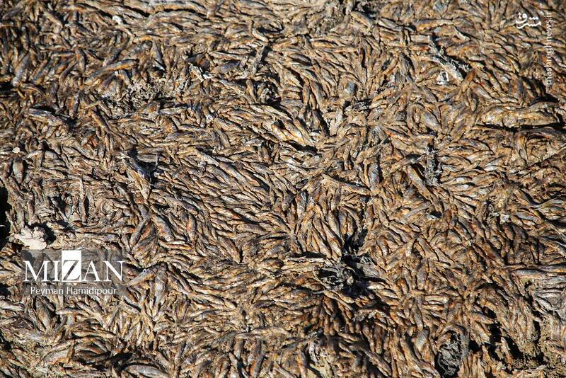 عکس / خشکسالی بند عبدل آباد و مرگ هزاران ماهی 4