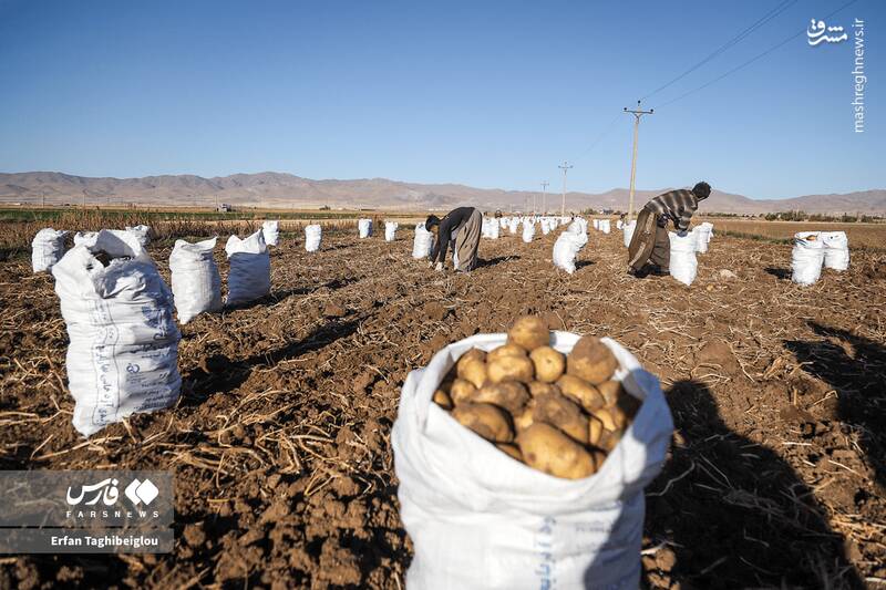 عکس / برداشت سیبزمینی در زنجان 13