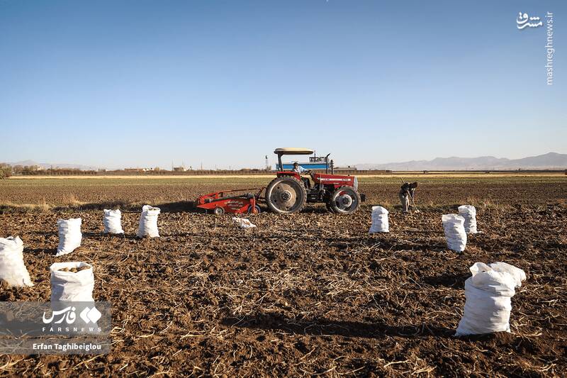 عکس / برداشت سیبزمینی در زنجان 12