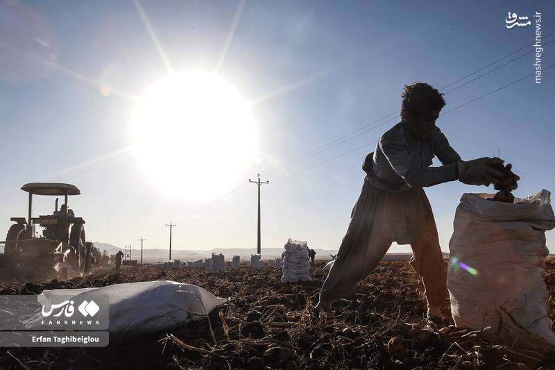 عکس / برداشت سیبزمینی در زنجان 11