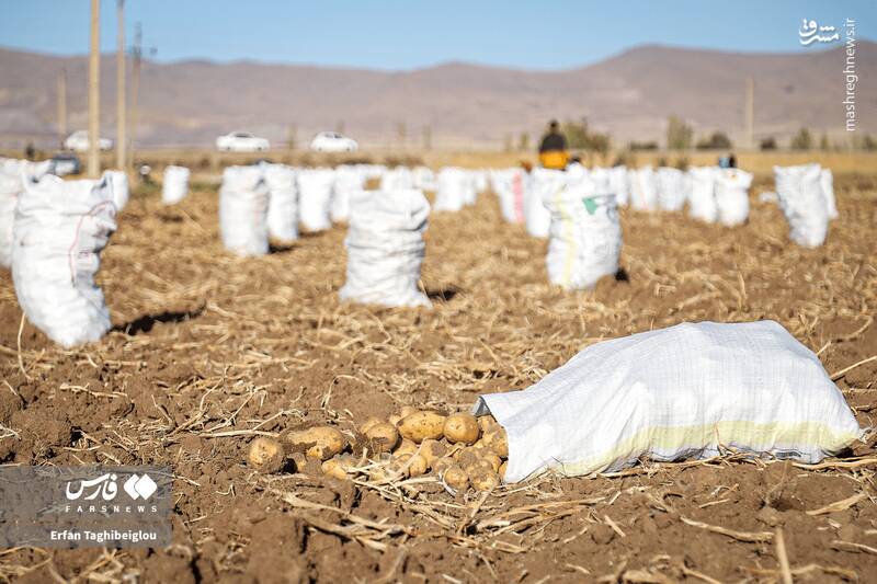 عکس / برداشت سیبزمینی در زنجان 10