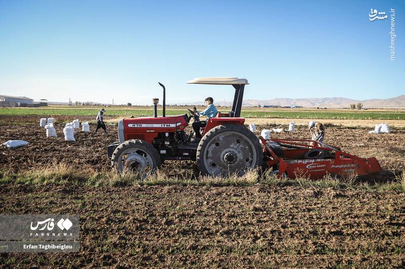 عکس / برداشت سیبزمینی در زنجان 14