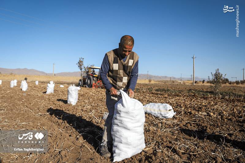 عکس / برداشت سیبزمینی در زنجان 9