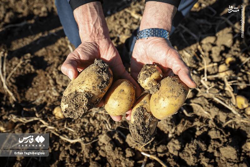 عکس / برداشت سیبزمینی در زنجان 4