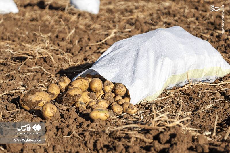 عکس / برداشت سیبزمینی در زنجان 5