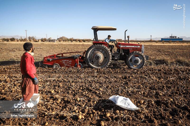 عکس / برداشت سیبزمینی در زنجان 8