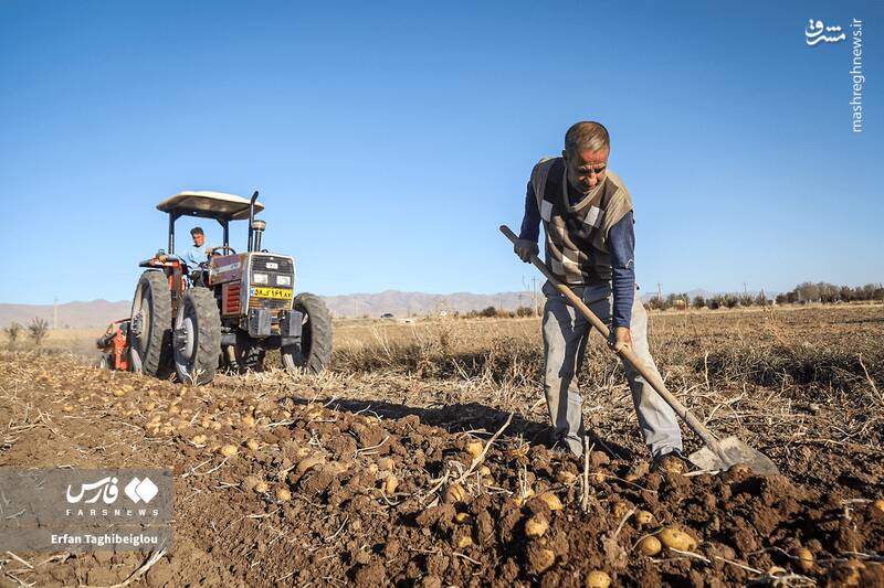 عکس / برداشت سیبزمینی در زنجان 3