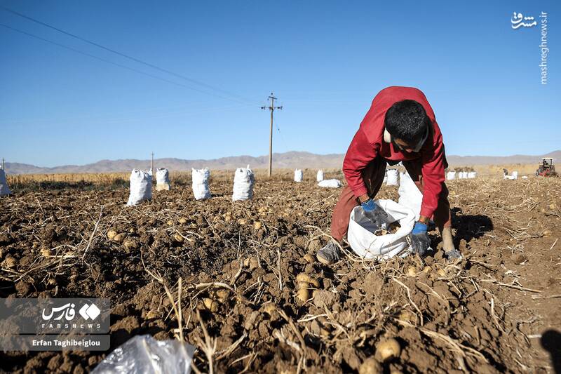 عکس / برداشت سیبزمینی در زنجان 2