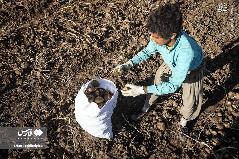 عکس / برداشت سیبزمینی در زنجان 7