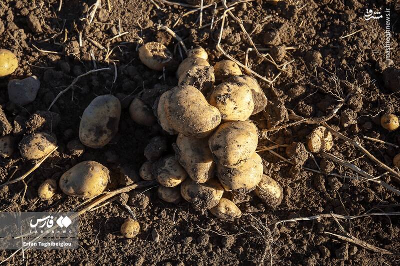 عکس / برداشت سیبزمینی در زنجان