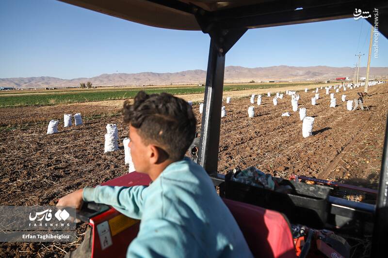 عکس / برداشت سیبزمینی در زنجان 6