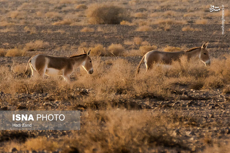 عکس / پارک ملی کویر؛ امید گور ایرانی 10