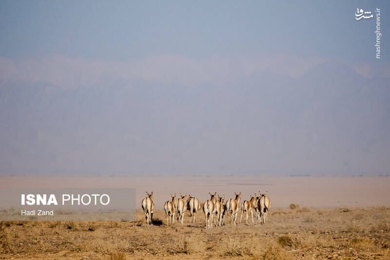 عکس / پارک ملی کویر؛ امید گور ایرانی 2