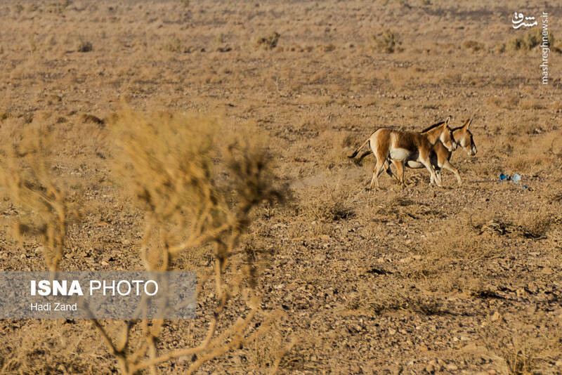 عکس / پارک ملی کویر؛ امید گور ایرانی 8