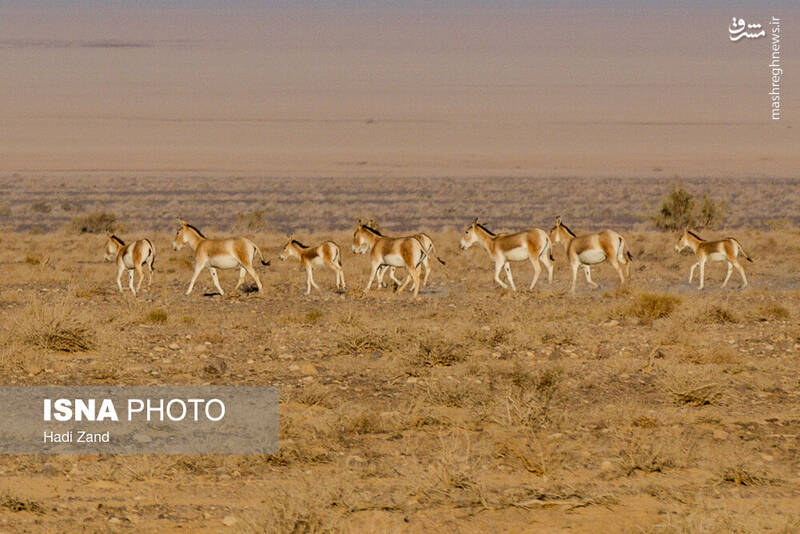 عکس / پارک ملی کویر؛ امید گور ایرانی 7