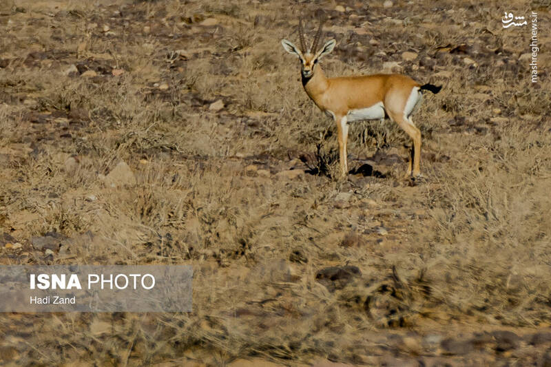 عکس / پارک ملی کویر؛ امید گور ایرانی 6