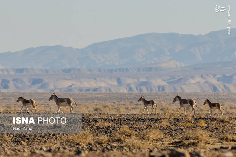 عکس / پارک ملی کویر؛ امید گور ایرانی 5