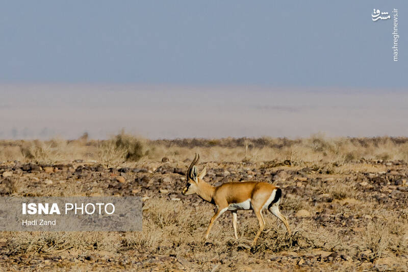 عکس / پارک ملی کویر؛ امید گور ایرانی 12