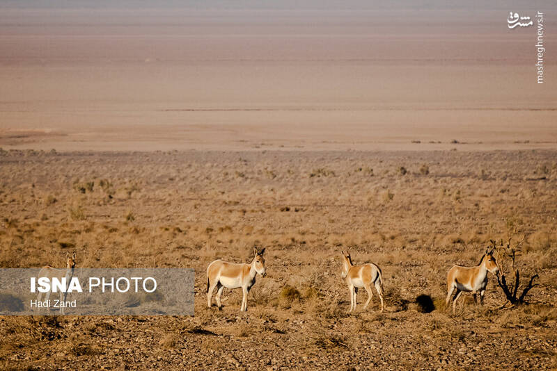 عکس / پارک ملی کویر؛ امید گور ایرانی 11