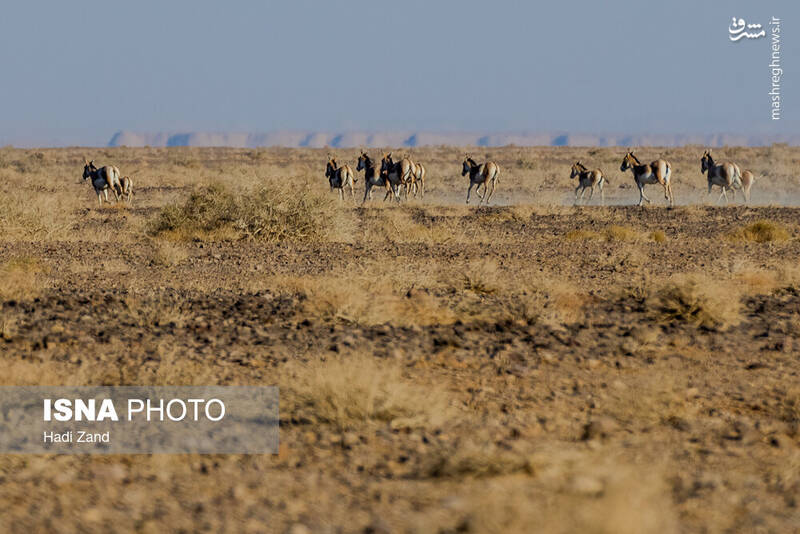 عکس / پارک ملی کویر؛ امید گور ایرانی 3