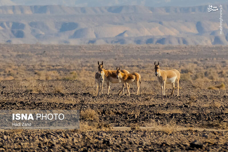 عکس / پارک ملی کویر؛ امید گور ایرانی 9